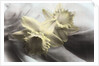 Daffodils by Kim Koza