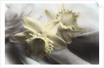 Daffodils by Kim Koza