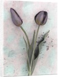 Tulips by Kim Koza