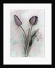 Tulips by Kim Koza