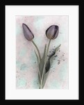 Tulips by Kim Koza