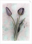 Tulips by Kim Koza