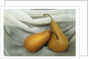 Pears by Kim Koza