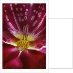 Close-up of an Orchid by Anonymous