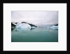 Sailboat Cruising the Arctic by Anonymous