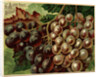 Alden Fruit Vinegar, Grapes Postcard Advertisement by Anonymous