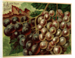 Alden Fruit Vinegar, Grapes Postcard Advertisement by Anonymous
