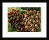 Alden Fruit Vinegar, Grapes Postcard Advertisement by Anonymous