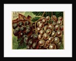 Alden Fruit Vinegar, Grapes Postcard Advertisement by Anonymous