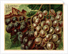 Alden Fruit Vinegar, Grapes Postcard Advertisement by Anonymous