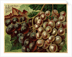 Alden Fruit Vinegar, Grapes Postcard Advertisement by Anonymous