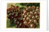 Alden Fruit Vinegar, Grapes Postcard Advertisement by Anonymous