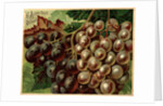 Alden Fruit Vinegar, Grapes Postcard Advertisement by Anonymous