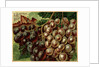 Alden Fruit Vinegar, Grapes Postcard Advertisement by Anonymous