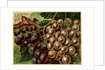 Alden Fruit Vinegar, Grapes Postcard Advertisement by Anonymous