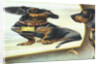 The Magic Mirror Postcard by Anonymous