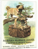 Albany Rubber House Advertisement by Anonymous