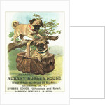 Albany Rubber House Advertisement by Anonymous