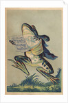 Ah! Toi Ma Vie Postcard by Anonymous