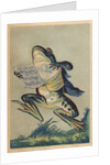 Ah! Toi Ma Vie Postcard by Anonymous