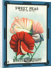 Sweet Peas Spencer Mixed Flower Seeds Package Label by Anonymous