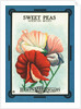 Sweet Peas Spencer Mixed Flower Seeds Package Label by Anonymous