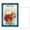 Sweet Peas Spencer Mixed Flower Seeds Package Label by Anonymous
