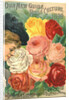 Our New Guide to Rose Culture, 1899 Catalog Cover for The Dingee & Conard Co. by Anonymous