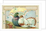 Best Wishes Postcard by Anonymous