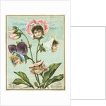 A Happy Christmas Postcard by Anonymous