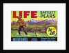 Life Brand Bartlett Pears Fruit Crate Label by Anonymous