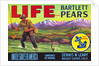 Life Brand Bartlett Pears Fruit Crate Label by Anonymous