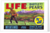 Life Brand Bartlett Pears Fruit Crate Label by Anonymous