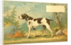 Trade Card of a Hound Dog in the Forest by Anonymous