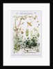 Mimetisme Educational Poster by P. Mery
