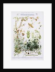 Mimetisme Educational Poster by P. Mery