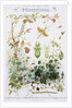 Mimetisme Educational Poster by P. Mery