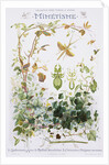 Mimetisme Educational Poster by P. Mery