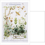 Mimetisme Educational Poster by P. Mery
