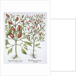 Piper Indicum by Basil Besler