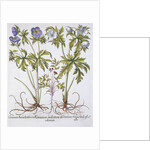 Geranium Muscatum by Basil Besler