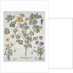 Papaver Corniculatum by Basil Besler