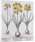 Narcissis Polyanthus by Basil Besler