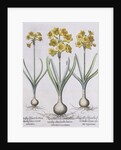 Narcissis Polyanthus by Basil Besler