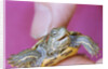 Small Turtle by Anonymous