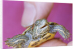 Small Turtle by Anonymous