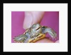Small Turtle by Anonymous