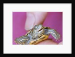 Small Turtle by Anonymous
