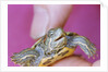 Small Turtle by Anonymous
