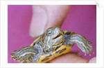 Small Turtle by Anonymous
